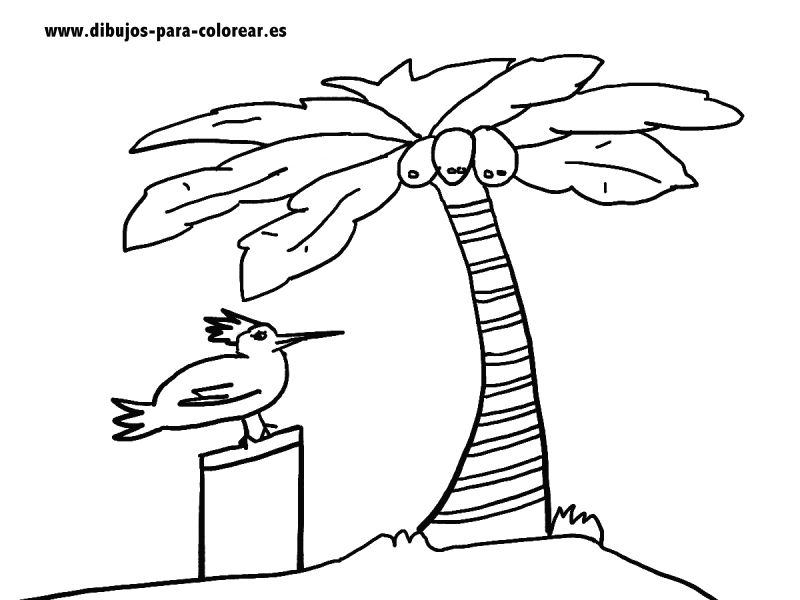 Dibujos para colorear- palmera y cocos Dibujos para colorear- palmera y cocos
