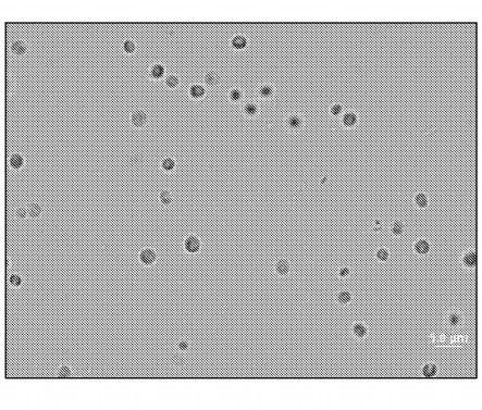 ENERGIA-MICROALGAS-HIDROGENO ENERGIA-MICROALGAS-HIDROGENO